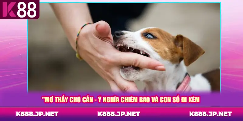 Mơ Thấy Chó Cắn - Ý Nghĩa Chiêm Bao Và Con Số Đi Kèm
